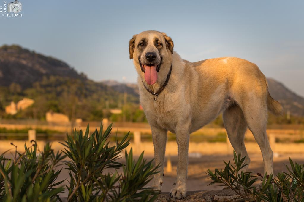 Finca Can Paulino (Adults Only) Llucmajor  Εξωτερικό φωτογραφία