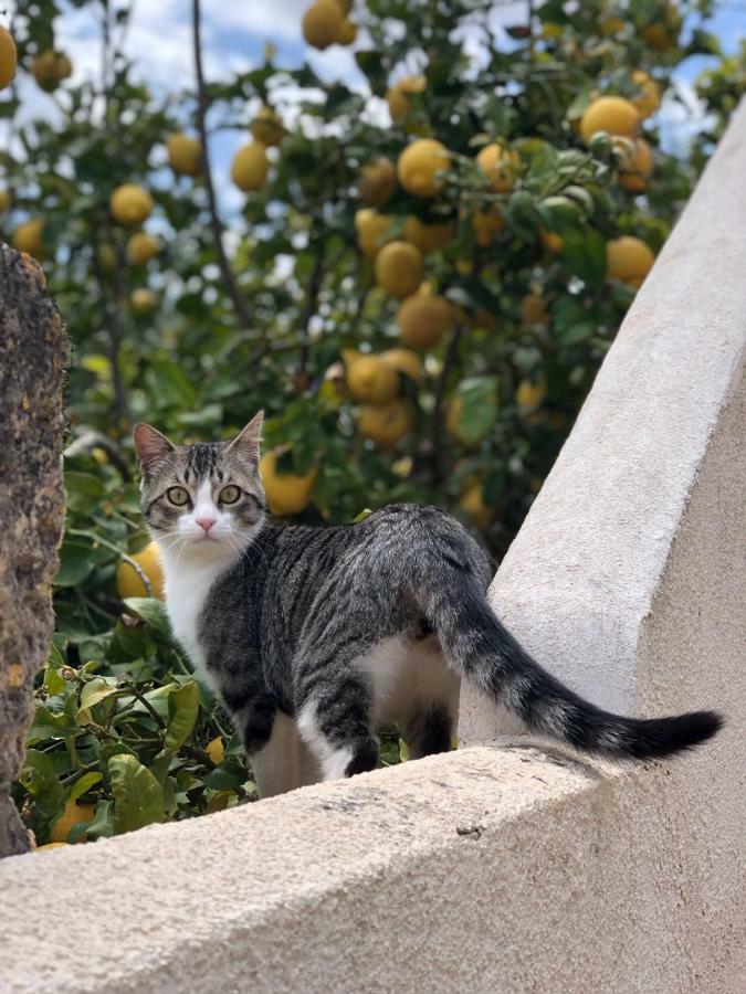 Finca Can Paulino (Adults Only) Llucmajor  Εξωτερικό φωτογραφία